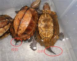 分享到： qq空间 新浪微博 腾讯微博 人人网 微信. å·´è¥¿é¾Ÿæ€Žä¹ˆåˆ†å…¬æ¯ å¥‡å¼‚å® ç‰©
