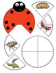 Your Description Marienkafer Kindergarten Marienkafer Handwerk Lebenszyklus
