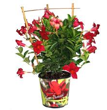 Check out our summerville sc selection for the very best in unique or custom, handmade pieces from our prints shops. Costa Nursery Mandevilla Assorted Man17flm Rona