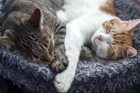 ‪Introducing Cats - International Cat Care‬‏