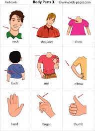 You are 40 years old or older and have several risk aspects for cad (consisting of family history, cigarette smoking, obesity, elevated cholesterol, and diabetes). Body Parts 3 Flashcard