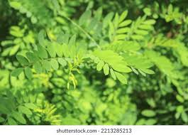 Image result for Ormocarpum