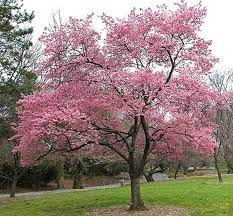 Okame Cherry Tree Flowering Cherry Tree Weeping Cherry Tree Cherry Blossom Tree