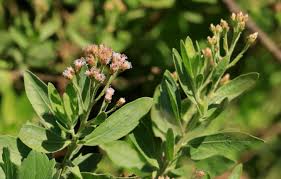 Image result for Pluchea dioscoridis