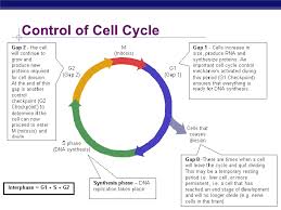 Meiosis is a type of cell division in which the number of chromosomes is reduced by half. Chapter 12 Part 1