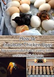 Mar 14, 2019 · set the peahen eggs now that the incubator is ready, it is time to set the eggs. How To Incubate Chicken Eggs For A Successful Hatch Every Time