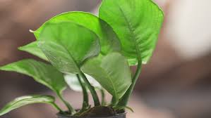 Image result for Hyparrhenia barteri