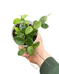 Image result for Carvalhoa macrophylla