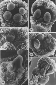 Image result for Galopina