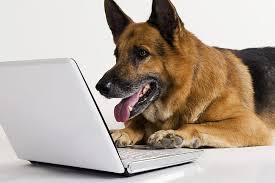 New and best 97,000 of desktop wallpapers, hd backgrounds for pc & mac, laptop, tablet, mobile phone category: Hd Wallpaper White Background Dog Laptop Shepherd Wallpaper Flare