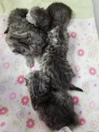 Tiny Tots Birth Beyond Newborn Baby Kittens Newborn Kittenssuperior Quality Persian Himalayan Kittens For Sale In A Rainbow Of Colors In Business For 32 Years