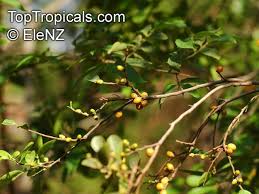 Image result for Diospyros sp. no. 1 sensu FZ