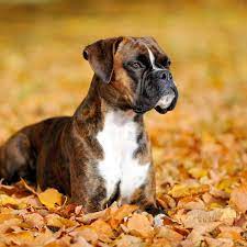 A dog is an animal that can love you more than you love yourself and it will equally need love to be able to wag its. Boxer Puppies For Sale Greenfield Puppies