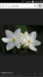 Narcissus Narcissus Flower Birth Month Flowers December Birth Flower