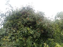 Image result for Cordia monoica