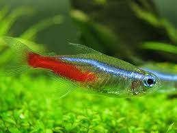 How To Care For Neon Tetra And Cardinal Tetra Fish Neon Tetra Fish Neon Tetra Tetra Fish