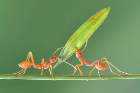 Maybe you would like to learn more about one of these? How Strong Are Ants Worldatlas