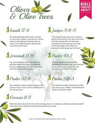 A Fascinating Study Of Olives In The Bible Plus Olive Trees Olive Oil And Olive Branches Olive Bible Olive Tree Tree Bible Verse