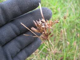 Image result for Vahlia dichotoma