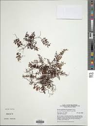 Image result for Hymenophyllum capense