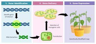 A transgenic organism is a viable organism whose genome is engineered to contain a certain amount of foreign dna transgenic organism is a modern genetic technology. Transgenics Bioninja