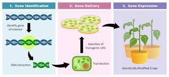 Let's break apart the word: Transgenics Bioninja