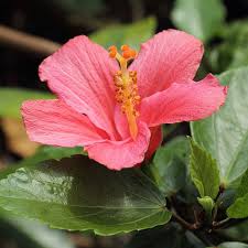 Image result for Hibiscus rhabdotospermus