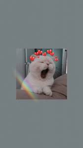 Trendy Wallpaper Fur Android Iphone Bildschirm Sperren Wallpaper Bildschirm Sperren So Cute Amp Android Bil Seni Kucing Hewan Gambar Hewan
