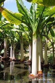 Bananier Aquatique Ou Typhonodorum Lindleyanum Jardin De Pamplemousses Maurice Ile Maurice Paysage Reunion Ile Maurice Voyage