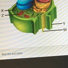 We did not find results for: Which Structure Is Found Only In Plant Cells And Functions In The Process Of Photosynthesis Brainly Com