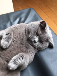 The Fluff Cok Sirin Hayvanlar Kedicik Kedi