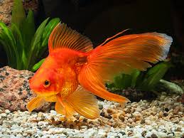 Goldfish Fantail Red In 2020 Goldfish Food Goldfish Aquarium Fish