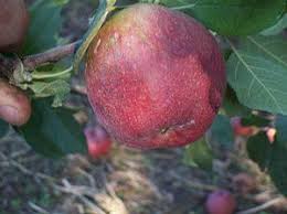 The fruits are orange when ripe and the size of a peanut. Wildlife Grade Fruit Trees Grandpa S Orchard