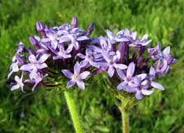 Image result for Pentanisia