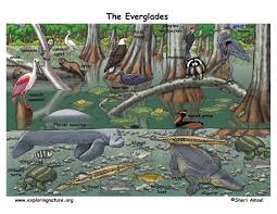Florida Everglades Exploring Nature Educational Resource Everglades Florida Everglades Biomes