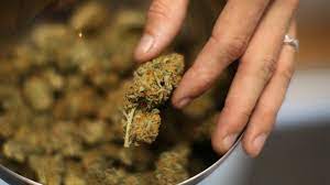 Cannabis grows in a hoop house in humboldt county. Michigan S Marijuana Industry Leaves People Of Color Behind Wpbn