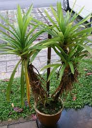 Pandanus leaves are grown in backyards of home for cooking purpose. Pandanus Amaryllifolius Wikipedia