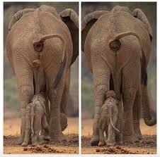 What elephant 🙈🤣🤣🤣🤣 In Thailand, Thailand, a baby ...