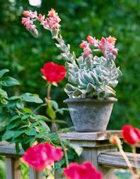 Jun 12, 2021 · endemic to the regions of carribean, mexico, and south america, the lisianthus eustoma grandiflorum (long stem purple flowers) is a popular ornamental plant that grows 15 to 60 centimeters tall. So Easy Succulent Container Gardens Succulents In Containers Container Plants Container Gardening
