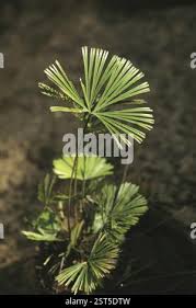 Image result for Actiniopteris semiflabellata