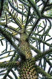 The osage orange goes by many names, including green brain, monkey ball and horse apple. Monkey Puzzle Tree Weird Trees Monkey Puzzle Tree Monkey Puzzle