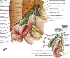 Anatomy And Embryology Of The Biliary Tract Surgical Clinics
