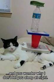 Funny Animal Picture Dump Of The Day 24 Pics Cat Memes Clean Funny Cat Compilation Funny Animals Download millions of videos online.