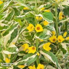 Image result for Lysimachia angustiloba