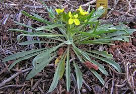 Image result for Eriospermum rautaneii