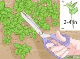 This includes both rain and your supplemental watering. Llrdfeo3ulzjom