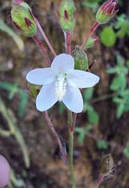 Image result for Hibiscus lobatus