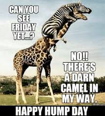 Happy Humpday Quotes Hump Day Meme Hump Day Humor