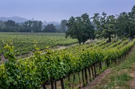 This wine has 654 mentions of oaky notes (vanilla, oak, chocolate). Gary Farrell Winery Russian River Selection Pinot Noir 2018 Vintus