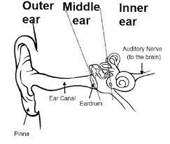 What are the different parts of the ear? Human Ear Diagram For Children Human Ear Diagram For Children Human Ear Diagram Ear Diagram Ear Diagram For Kids